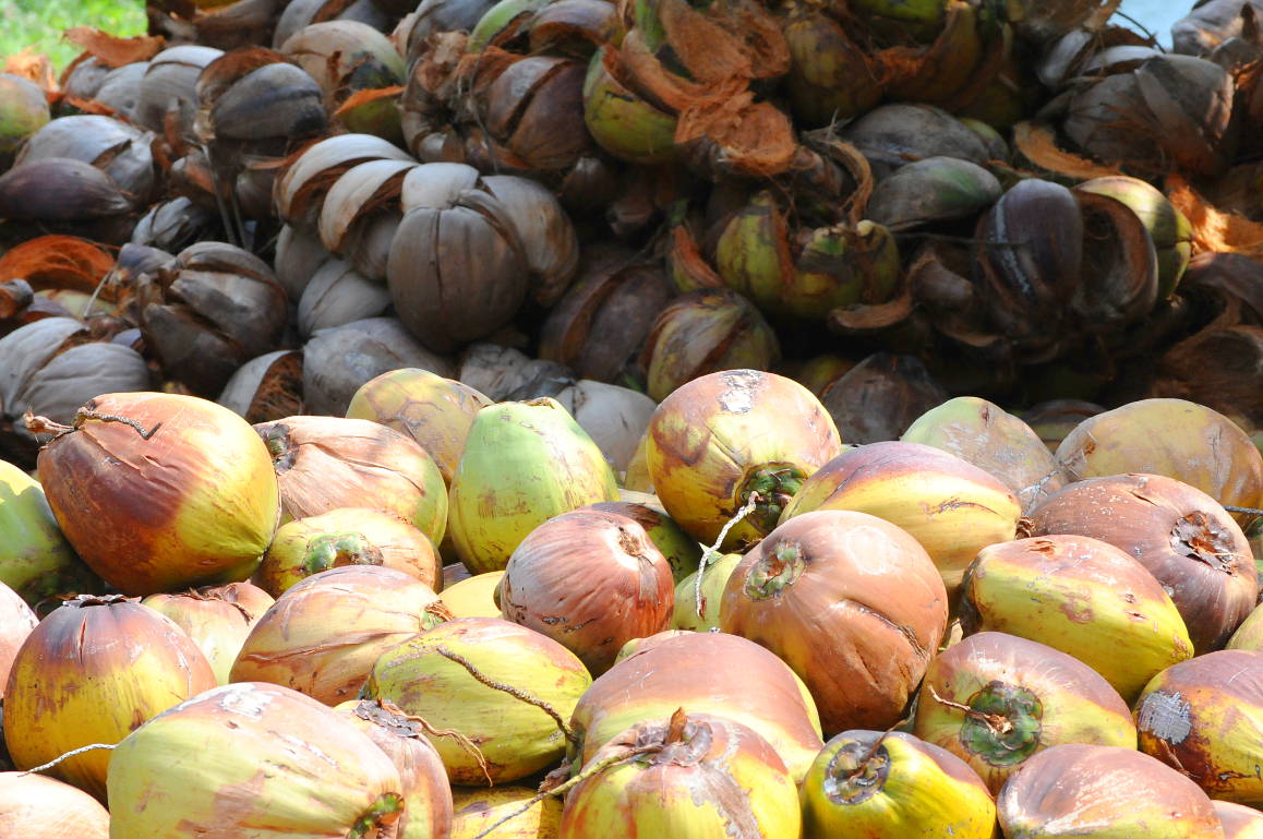 Coconuts from a plantation