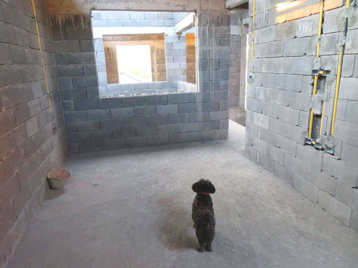 Pandi taking a stroll around the construction site