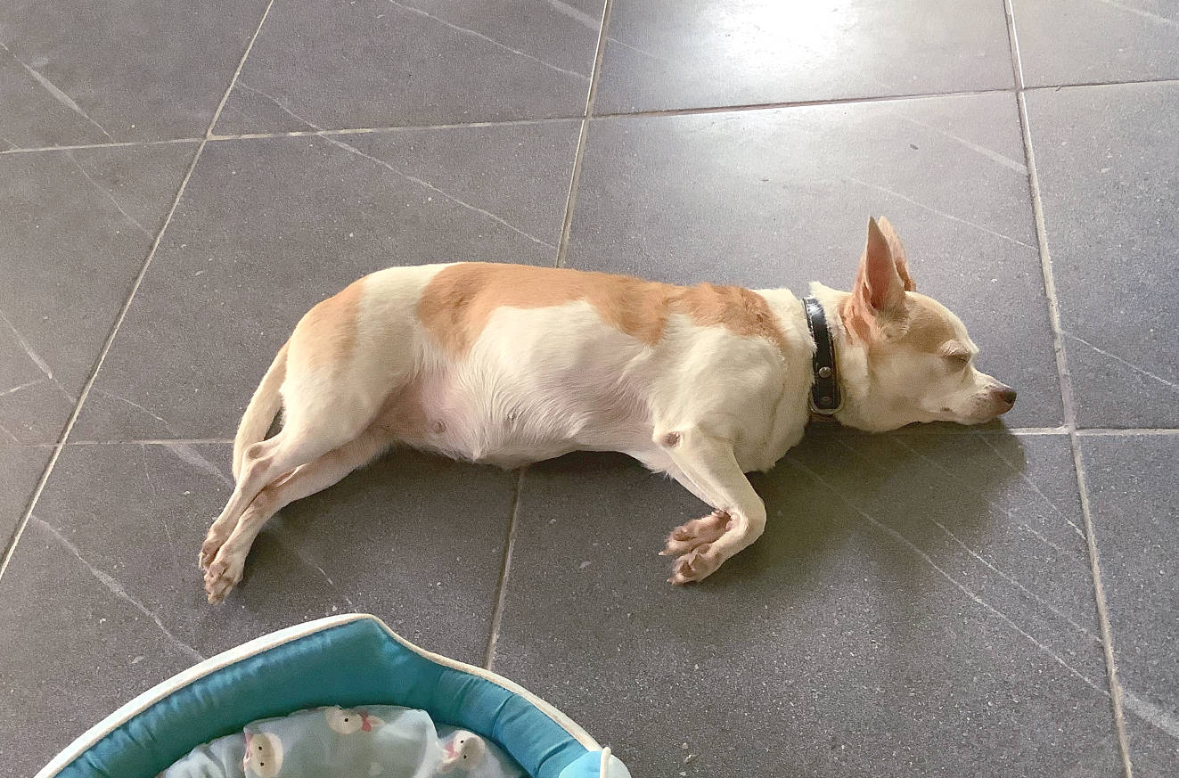 Hunden Goldi tar en tupplur i Udon Thani En trött Goldie i Udon Thani