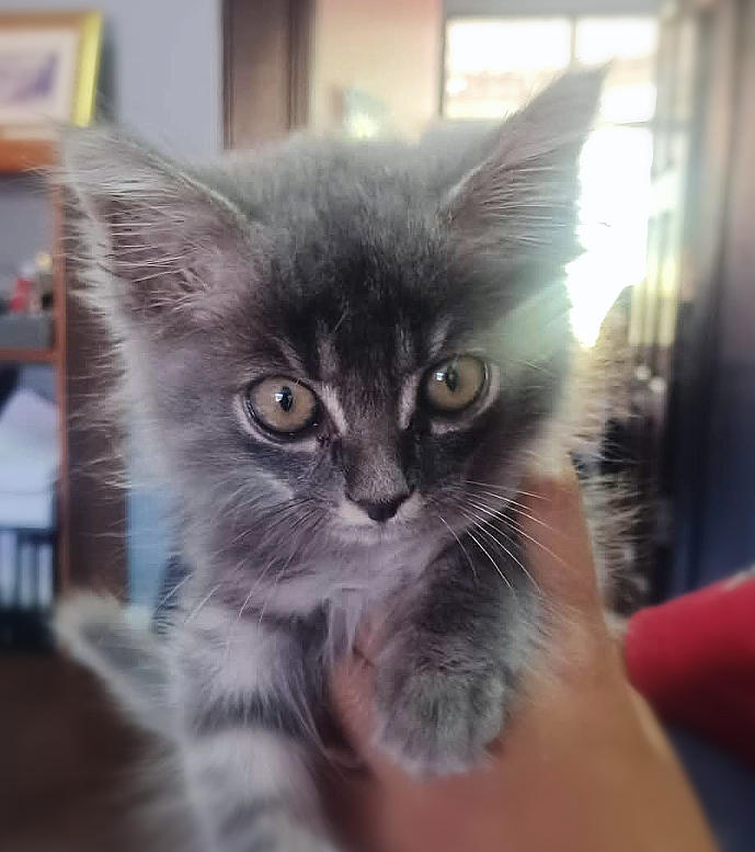 Pio kattungen, vår nya familjemedlem