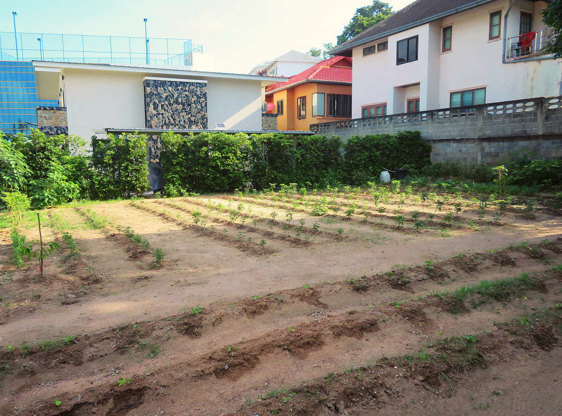 Our chili farm on Koh Samui in Thailand We grew chili next to our house on Koh Samui