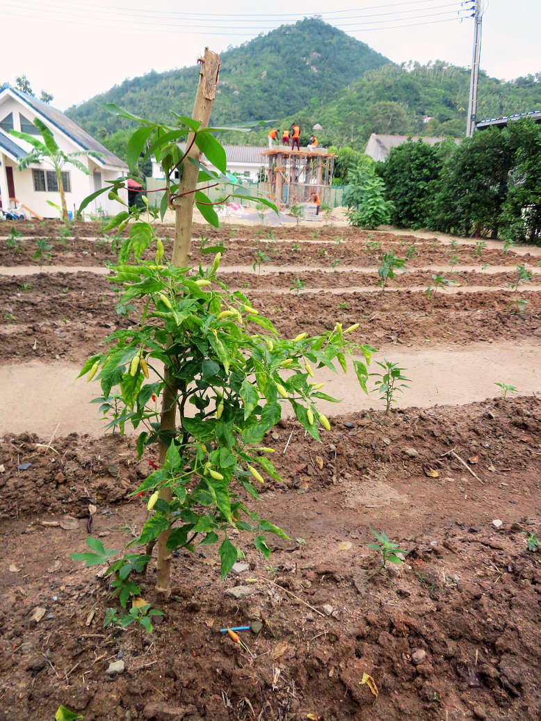 A chili plant from our small farm A plant with Thai chili fruits