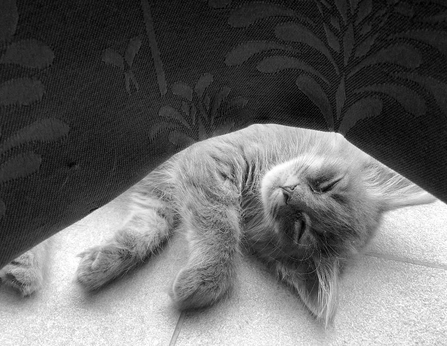 Pio sleeping next to the balcony